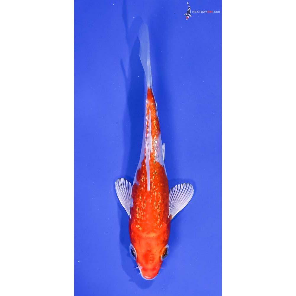 4.5” Imported Gin Rin Hariwake