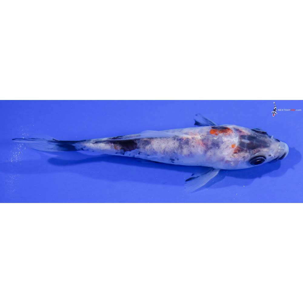 5” Imported Doistu Showa