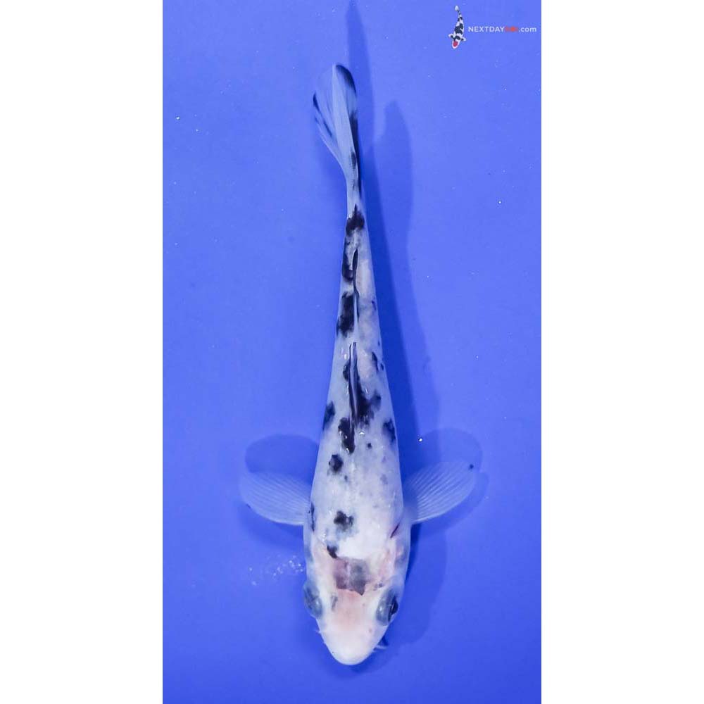 5” Imported Shiro Bekko