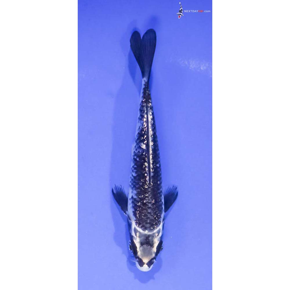 5” Imported Gin Rin Gin Matsuba