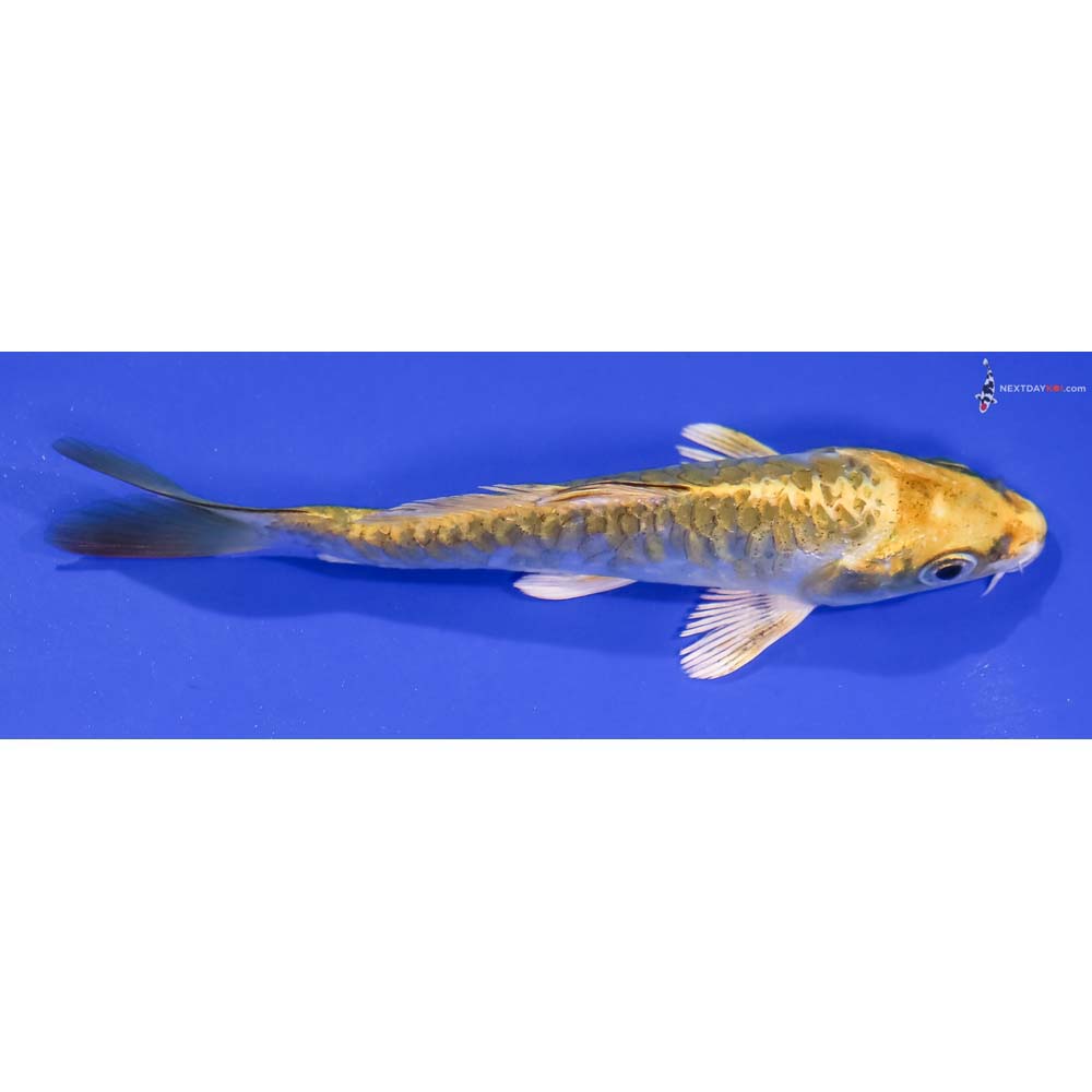 5” Imported Armor Scaled Kujaku