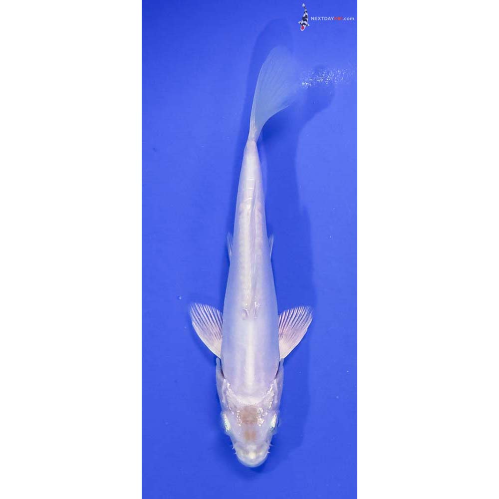 5” Imported Doitsu Platinum Ogon