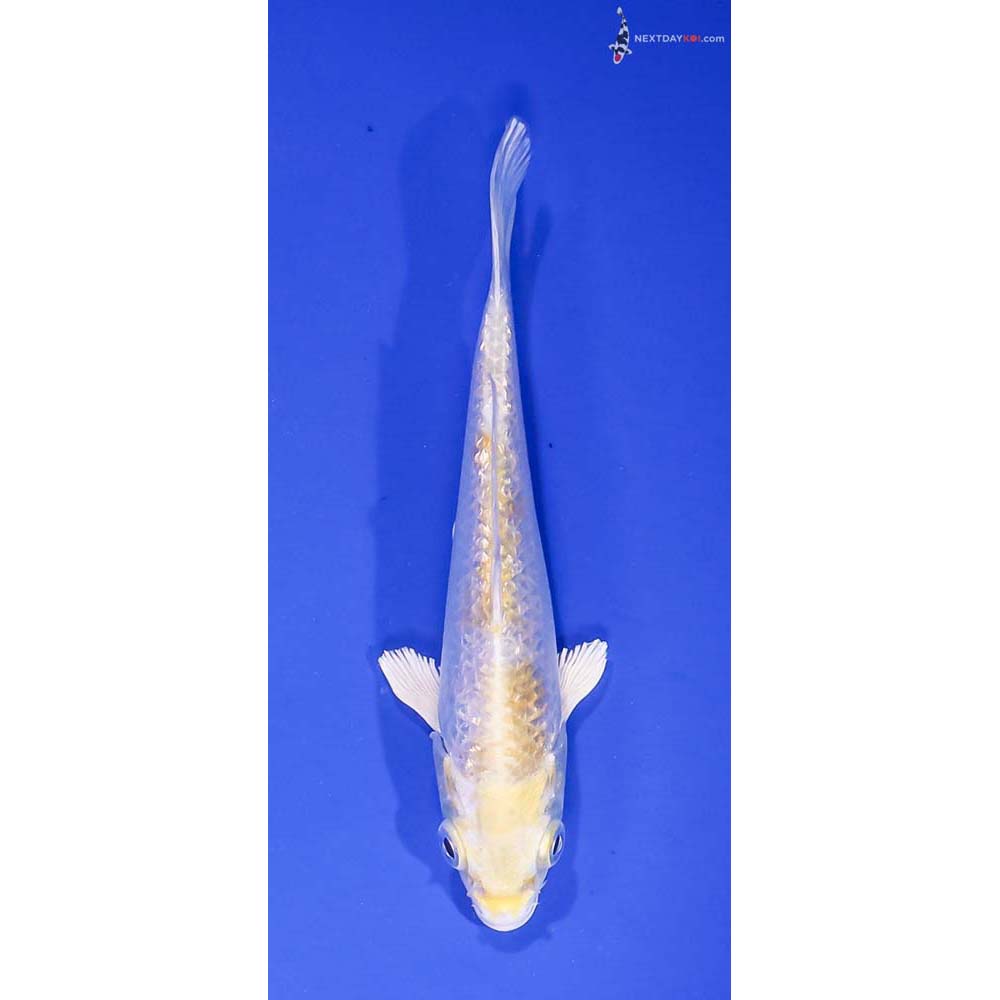 5” Imported Gin Rin Lemon Hariwake