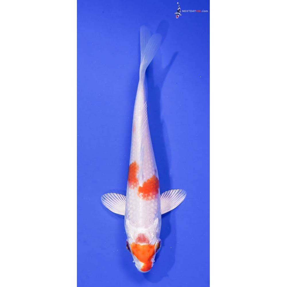 5” Imported Hariwake