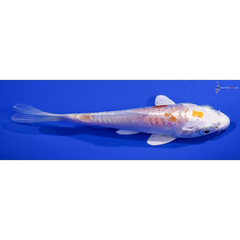 4.5” Imported Kikusui