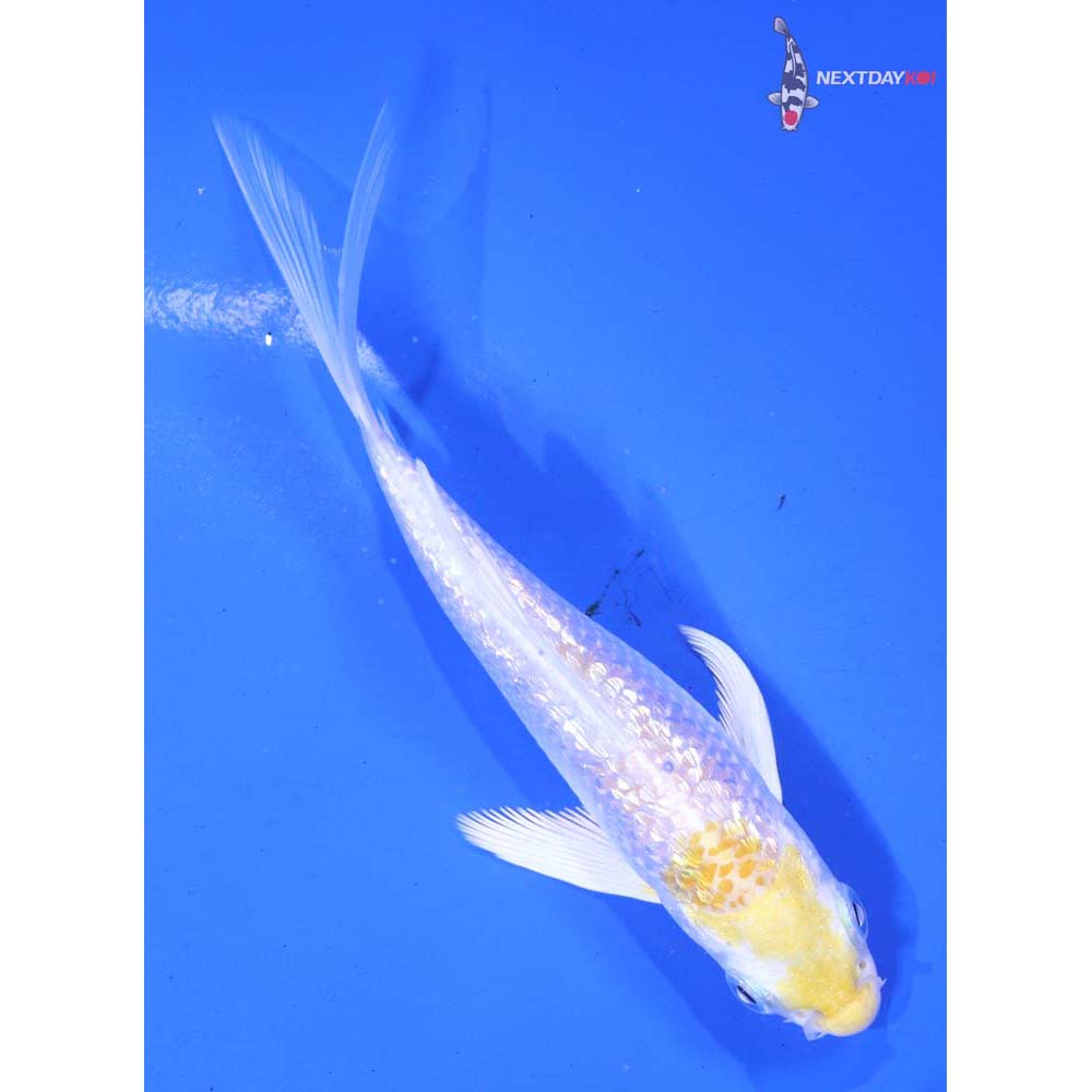 4.5” Imported Gin Rin Lemon Hariwake Butterfly Koi