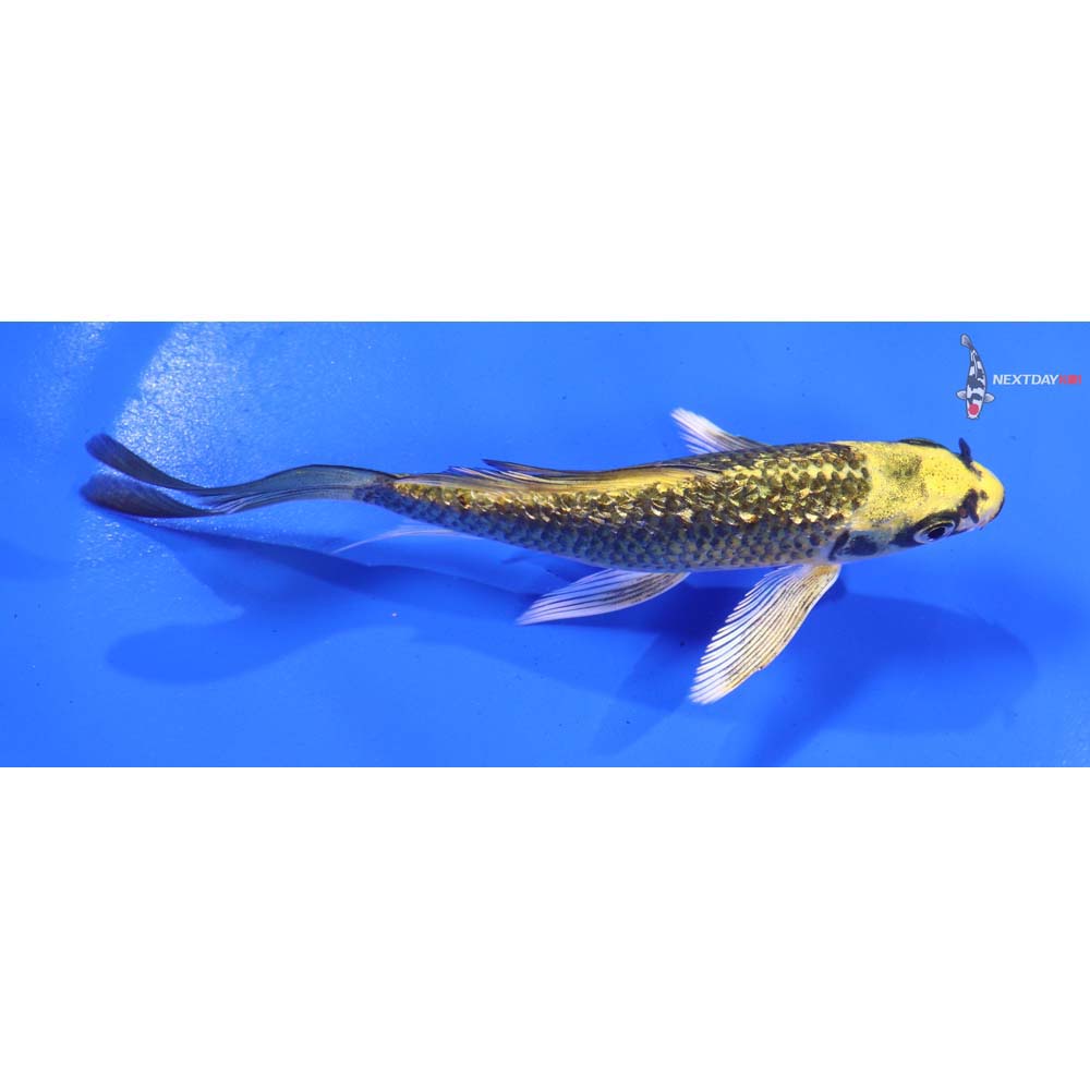 4.5” Imported Gin Rin Ki Matsuba Butterfly Koi