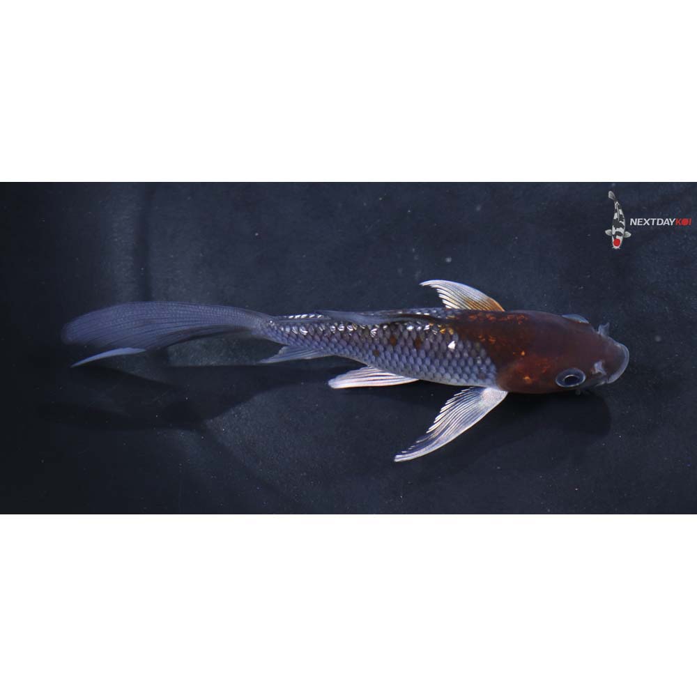 4.5” Imported Gin Rin Ochiba Shigure Butterfly Koi
