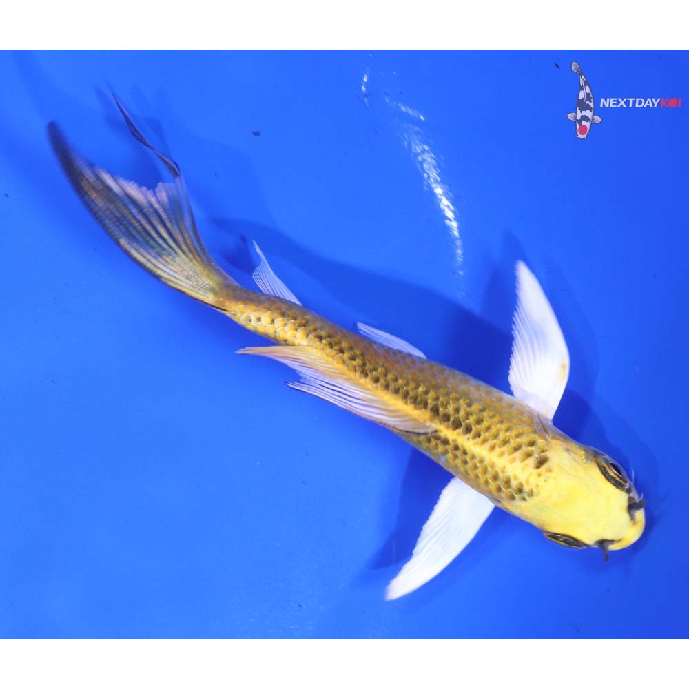 4.5” Imported Kujaku Butterfly Koi