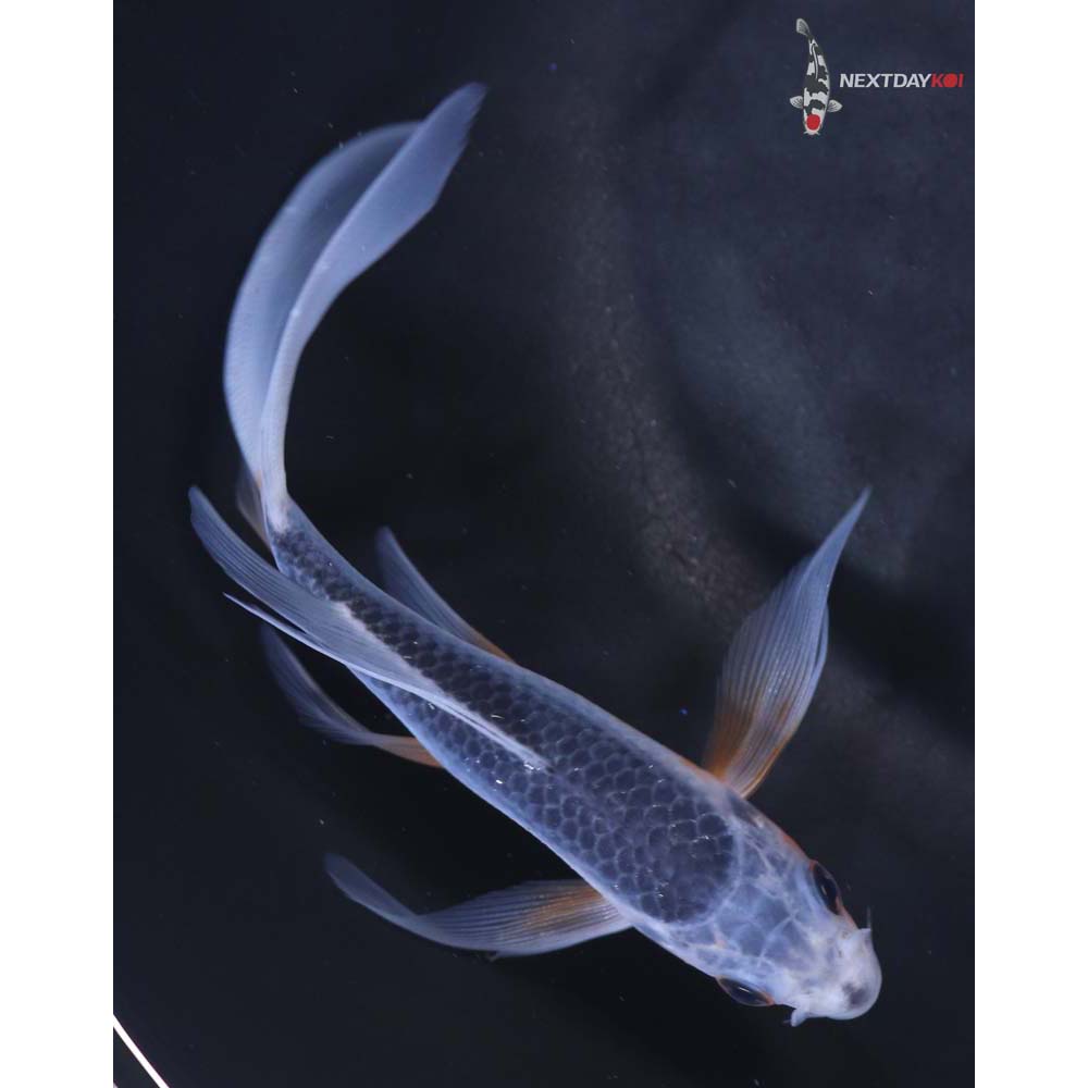 5” Imported Asagi Butterfly Koi