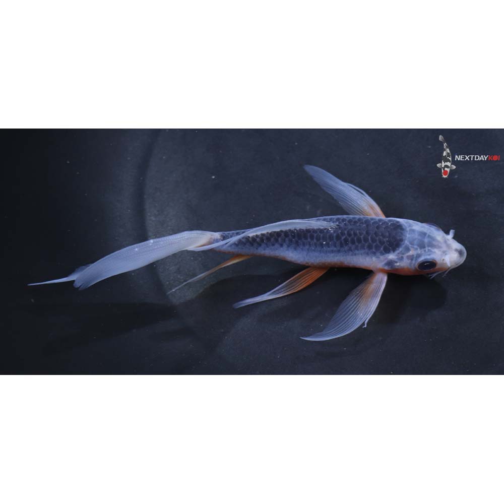5” Imported Asagi Butterfly Koi