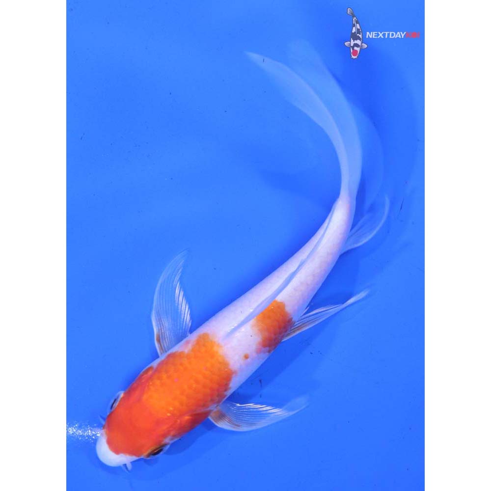 5” Imported Kohaku Butterfly Koi
