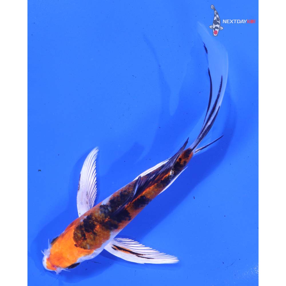 5” Imported Yamato Nishiki Butterfly Koi