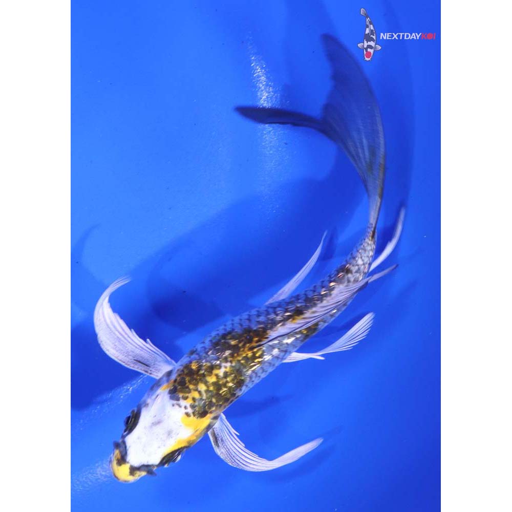 5” Imported Gin Rin Kujaku Butterfly Koi
