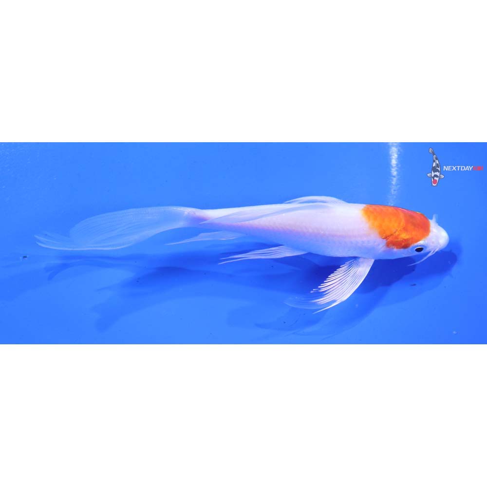 5” Imported Hariwake Butterfly Koi