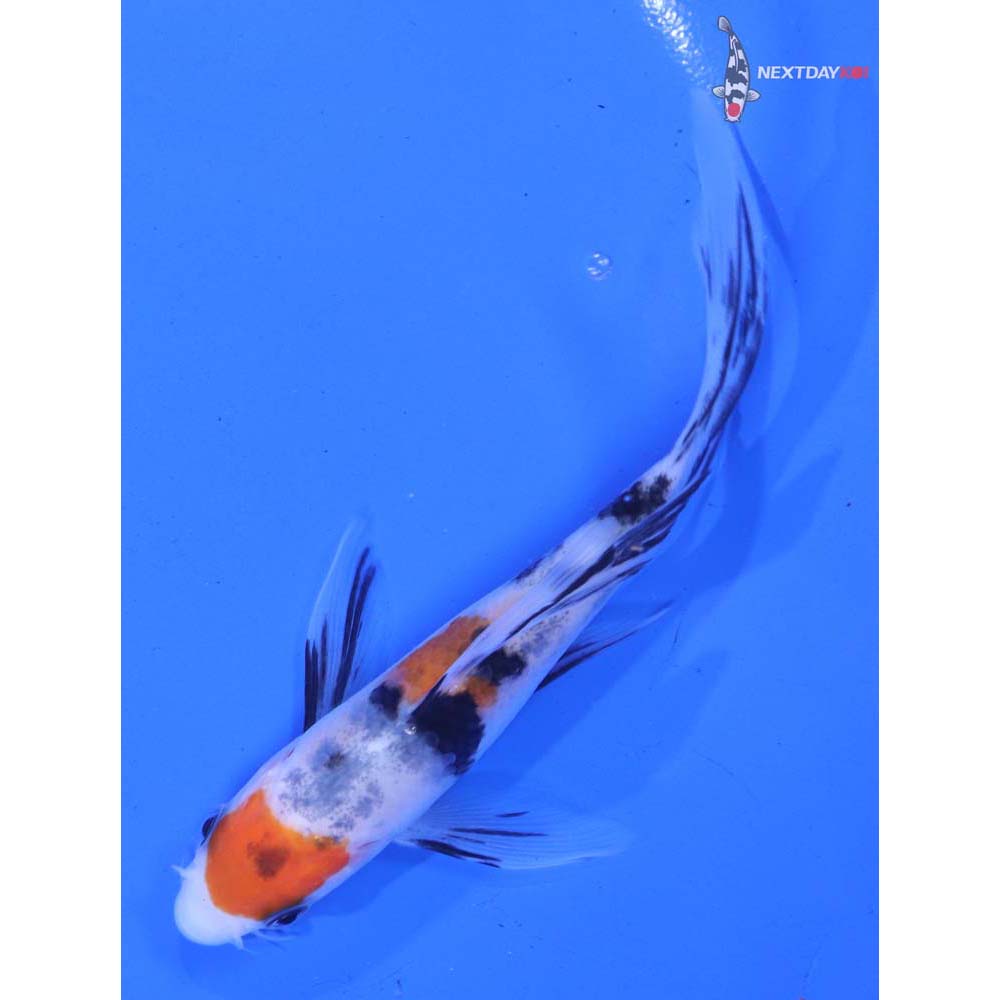 5” Imported Sanke Butterfly Koi