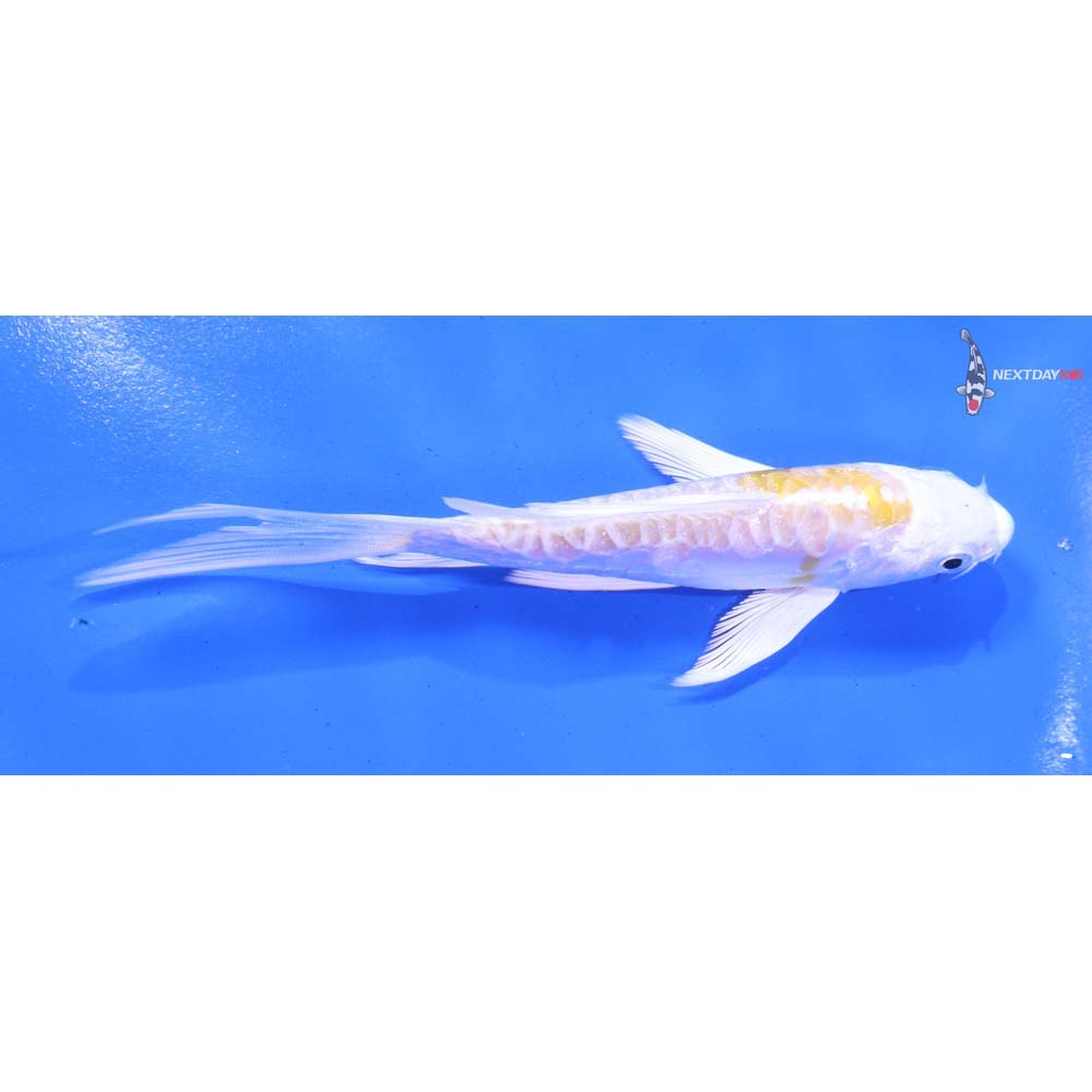 5” Imported Doitsu Lemon Hariwake Butterfly Koi