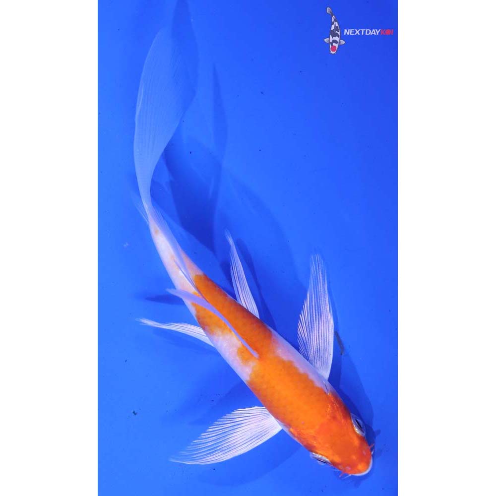5” Imported Hariwake Butterfly Koi