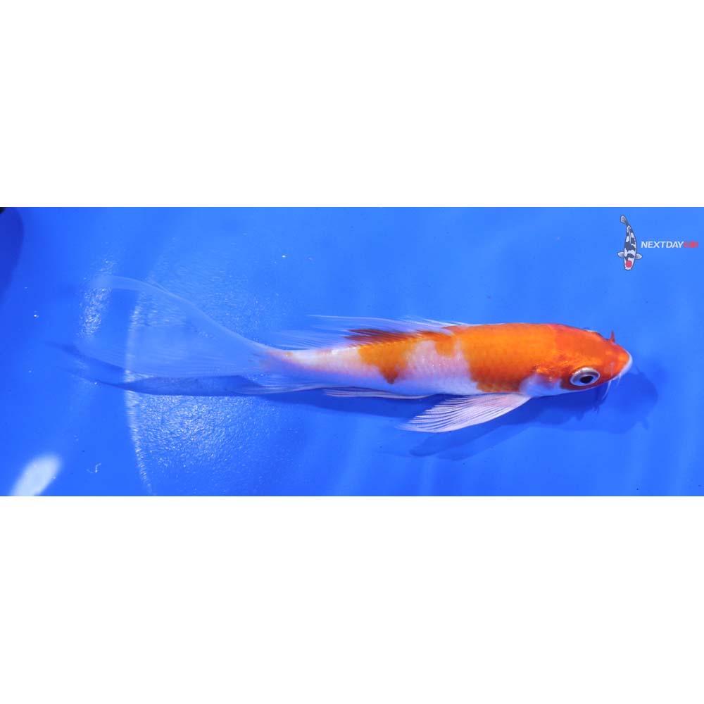 5” Imported Hariwake Butterfly Koi
