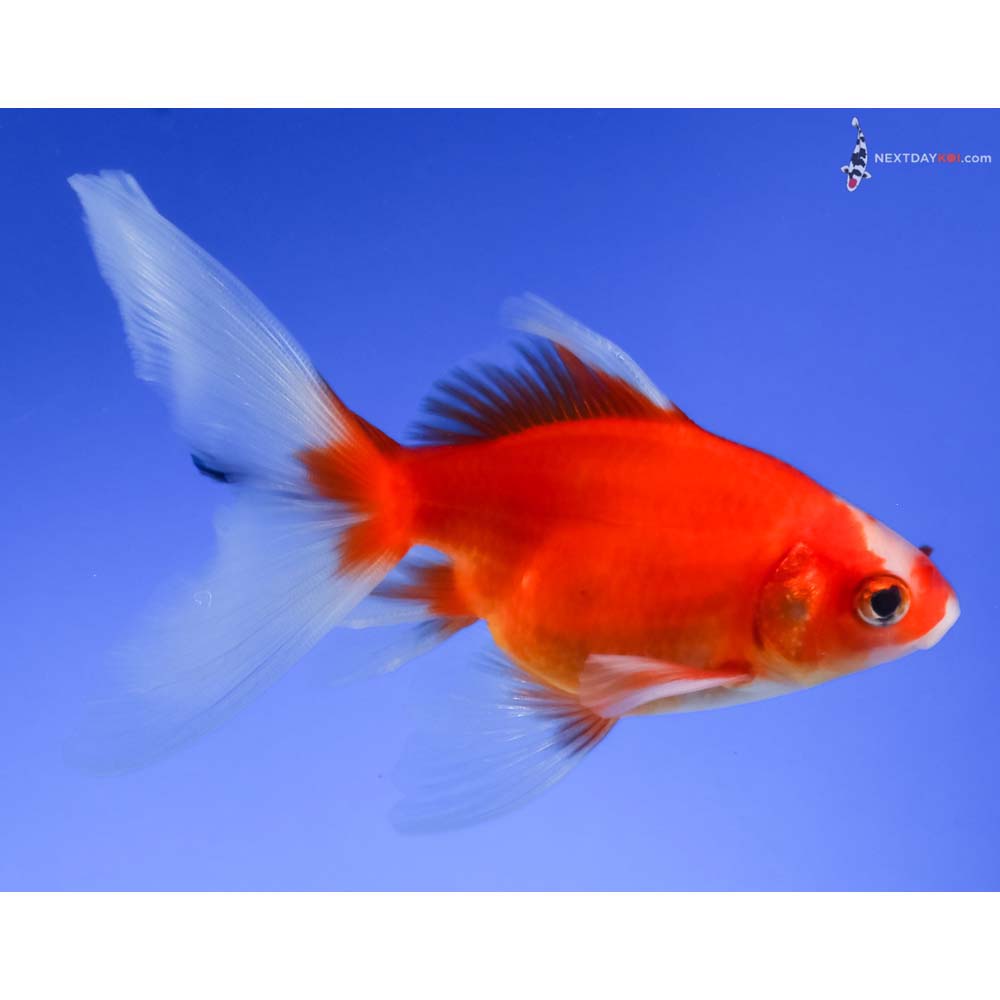 4.5” Imported Male Red and White Fantail