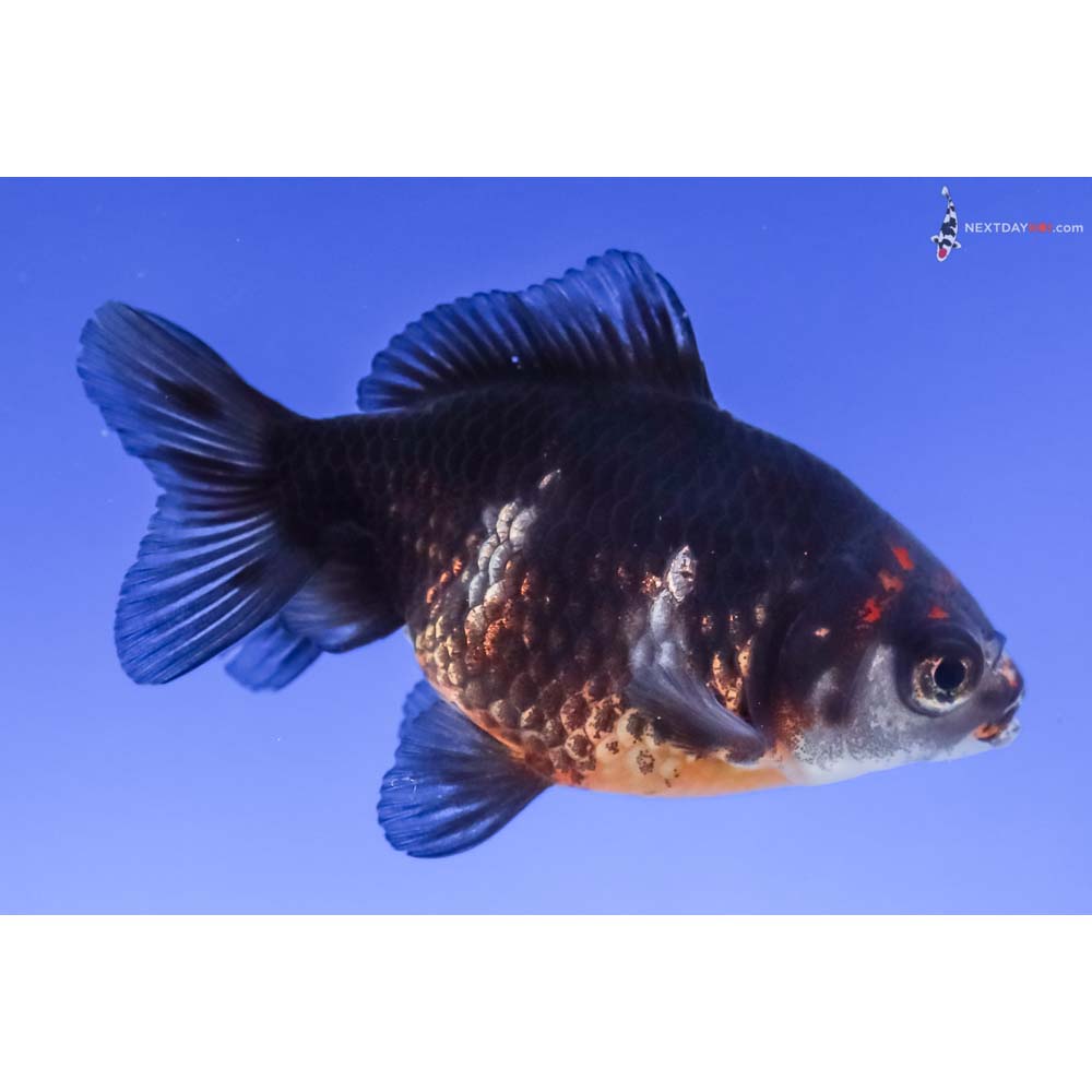 3.5” Imported Tri Color Ryukin