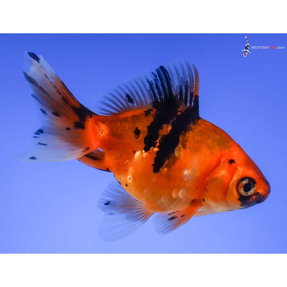 4” Imported Calico Ryukin