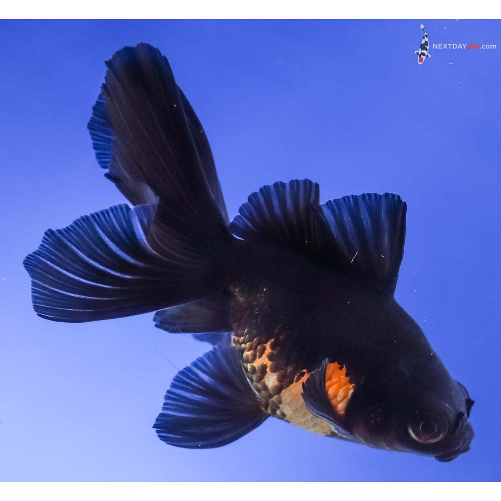 4.5” Imported Male Red and Black Telescope Fantail