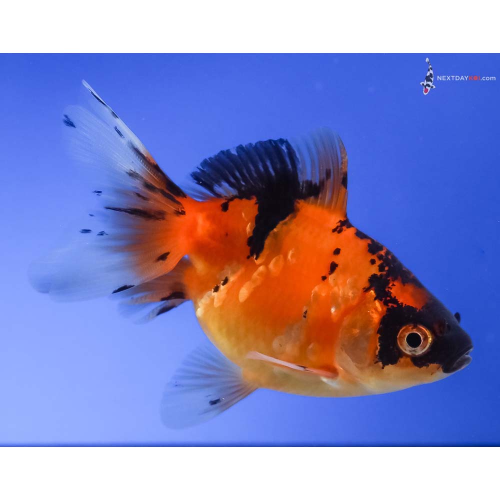 3.5” Imported Calico Ryukin