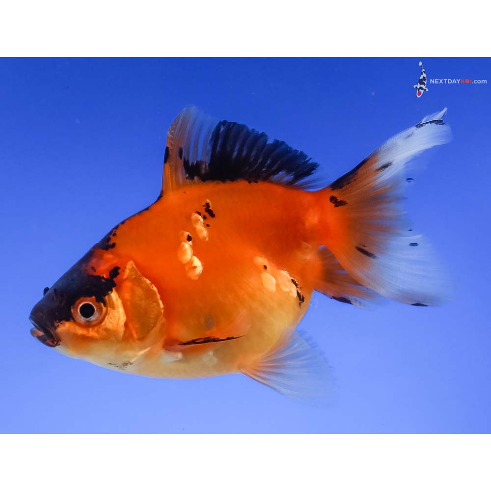 3.5” Imported Calico Ryukin