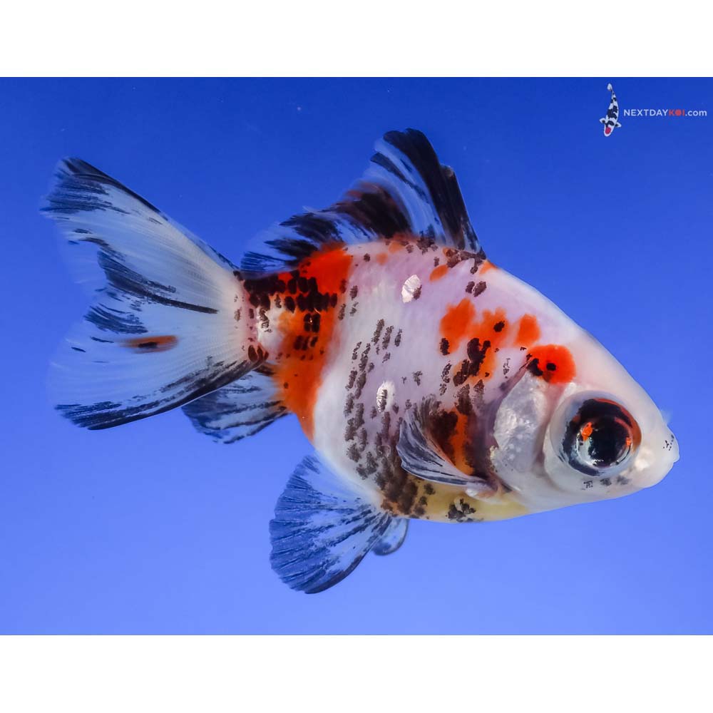 4” Imported Male Calico Ryukin