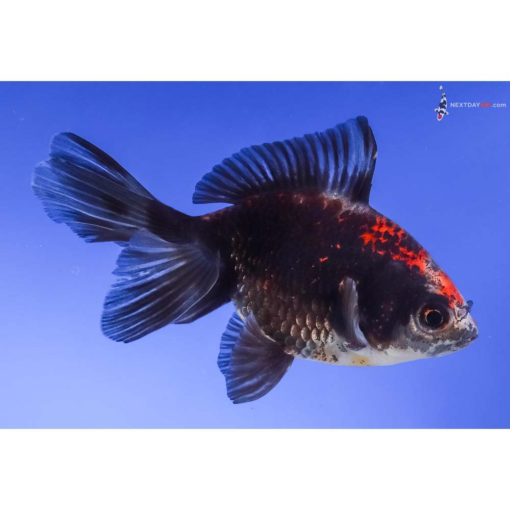 4” Imported Male Tri Color Ryukin