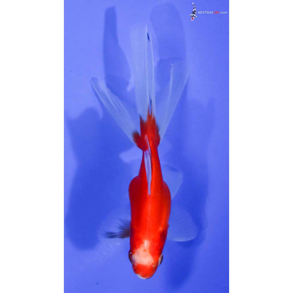 4.5” Imported Male Red and White Fantail