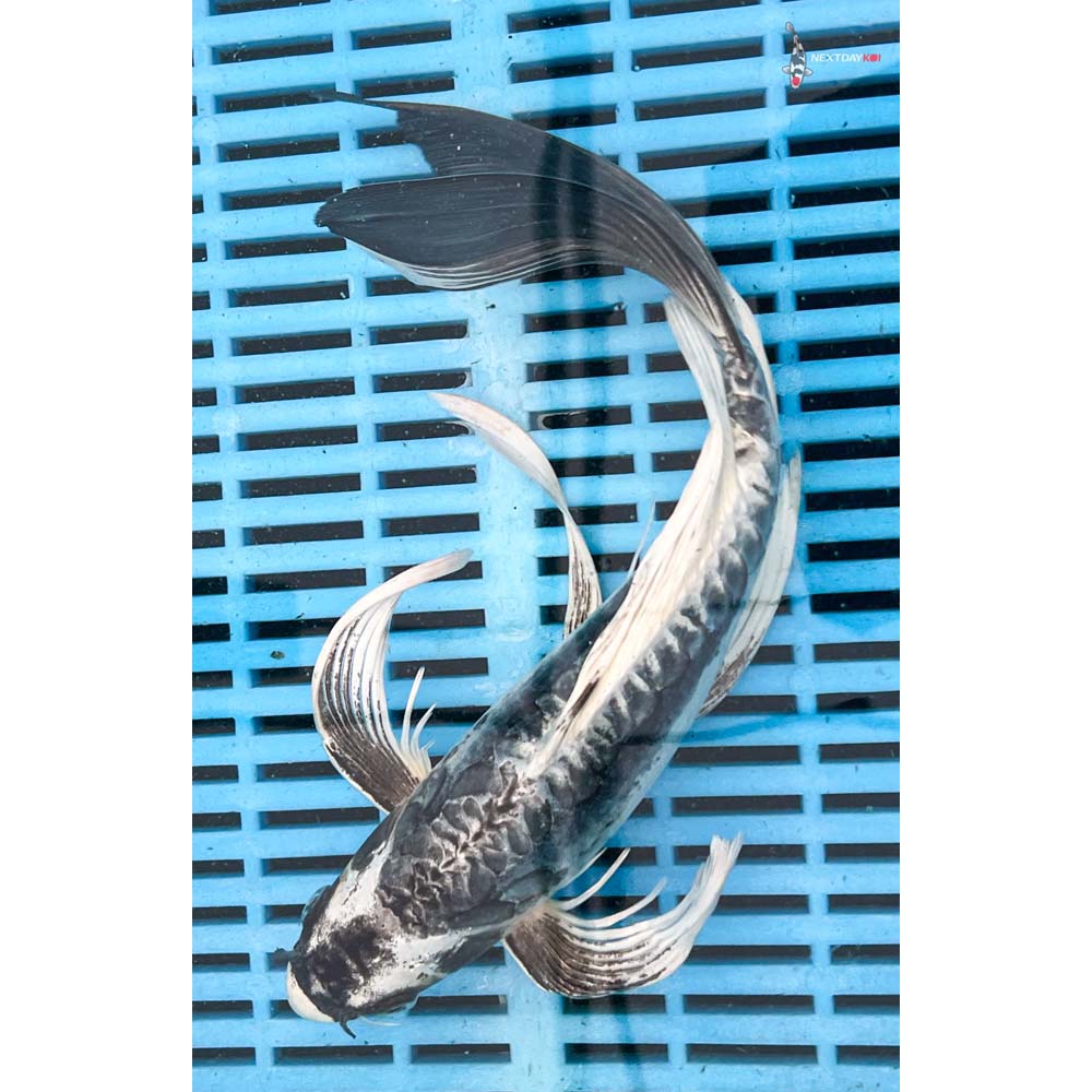 10-12” Imported Kikokuryu Butterfly Koi