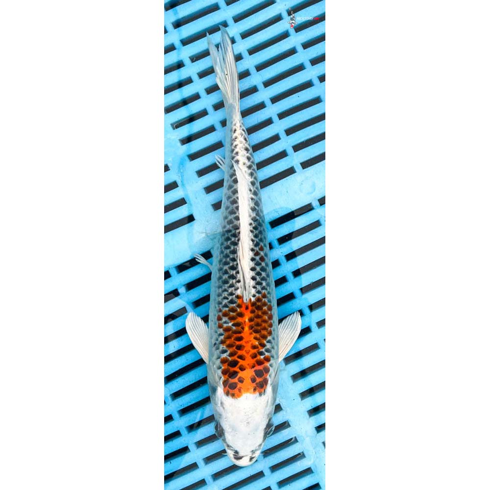 10-12” Imported Kujaku