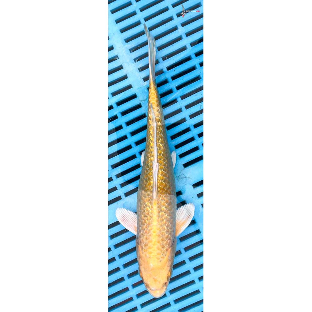 10-12” Imported Gin Rin Yamabuki Ogon