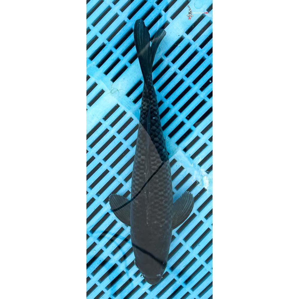 10-12” Imported Soragoi