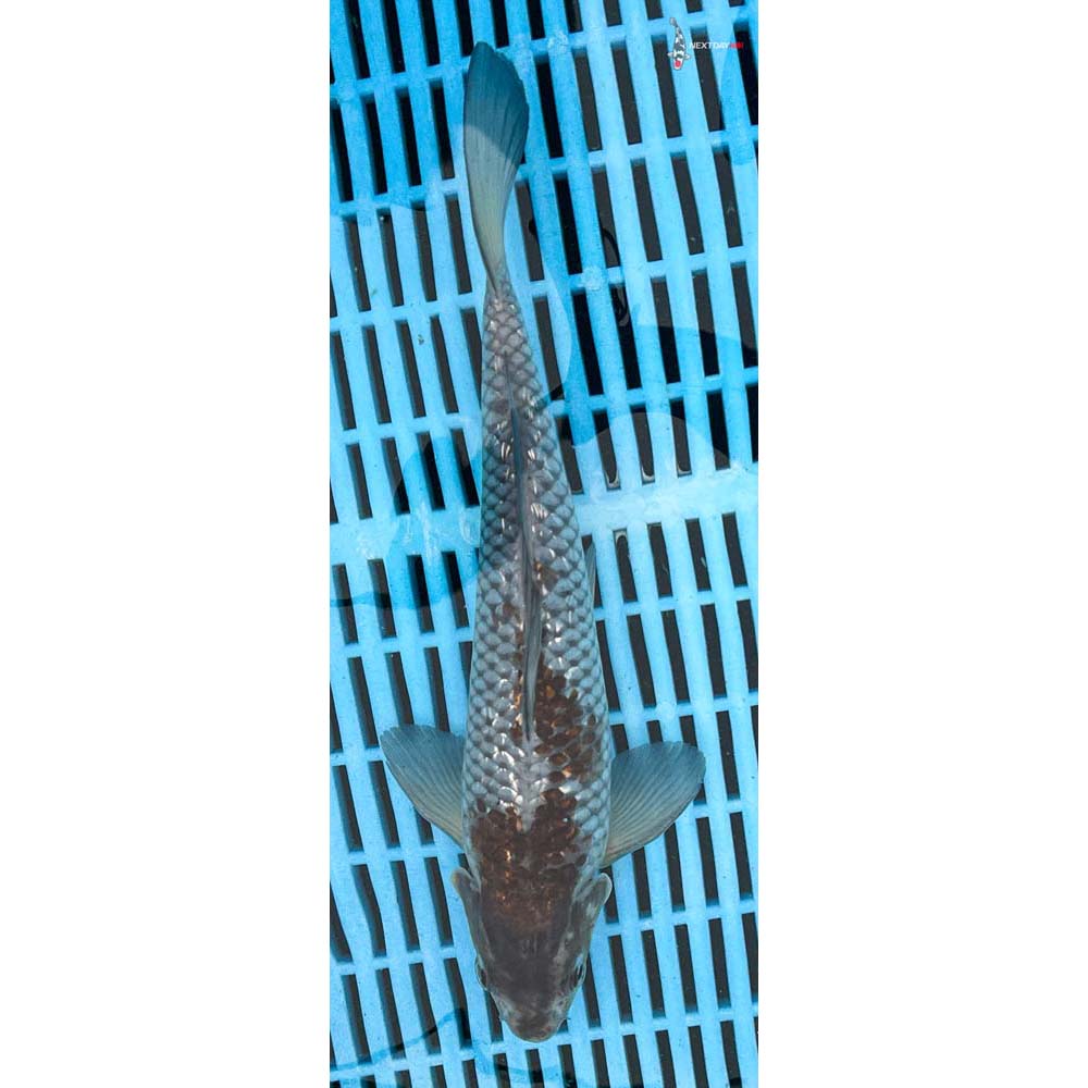 10-12” Imported Gin Rin Ochiba Shigure