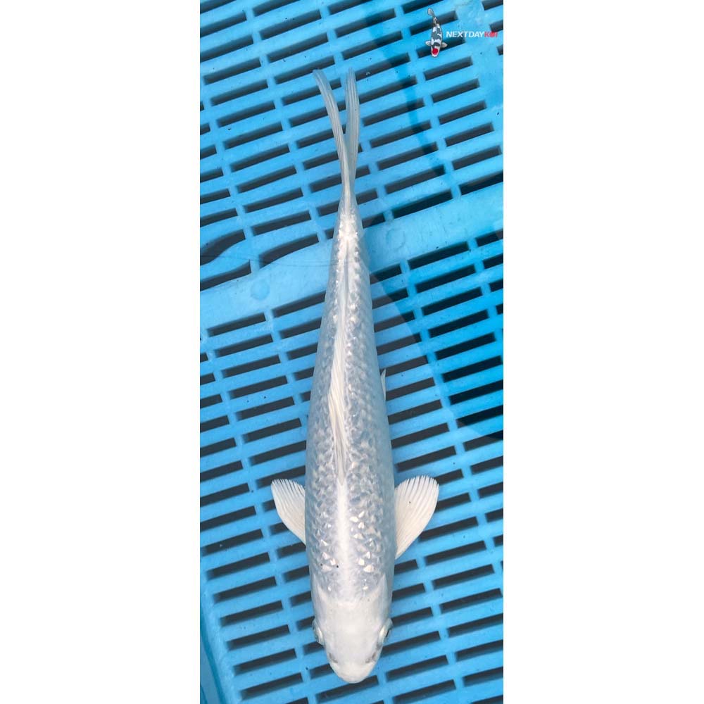 10-12” Imported Gin Rin Platinum Ogon