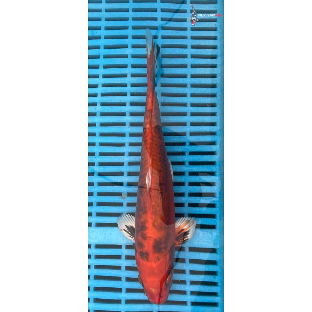 10-12” Imported Kin Kikokuryu