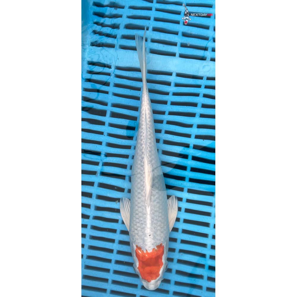 10-12” Imported Hariwake