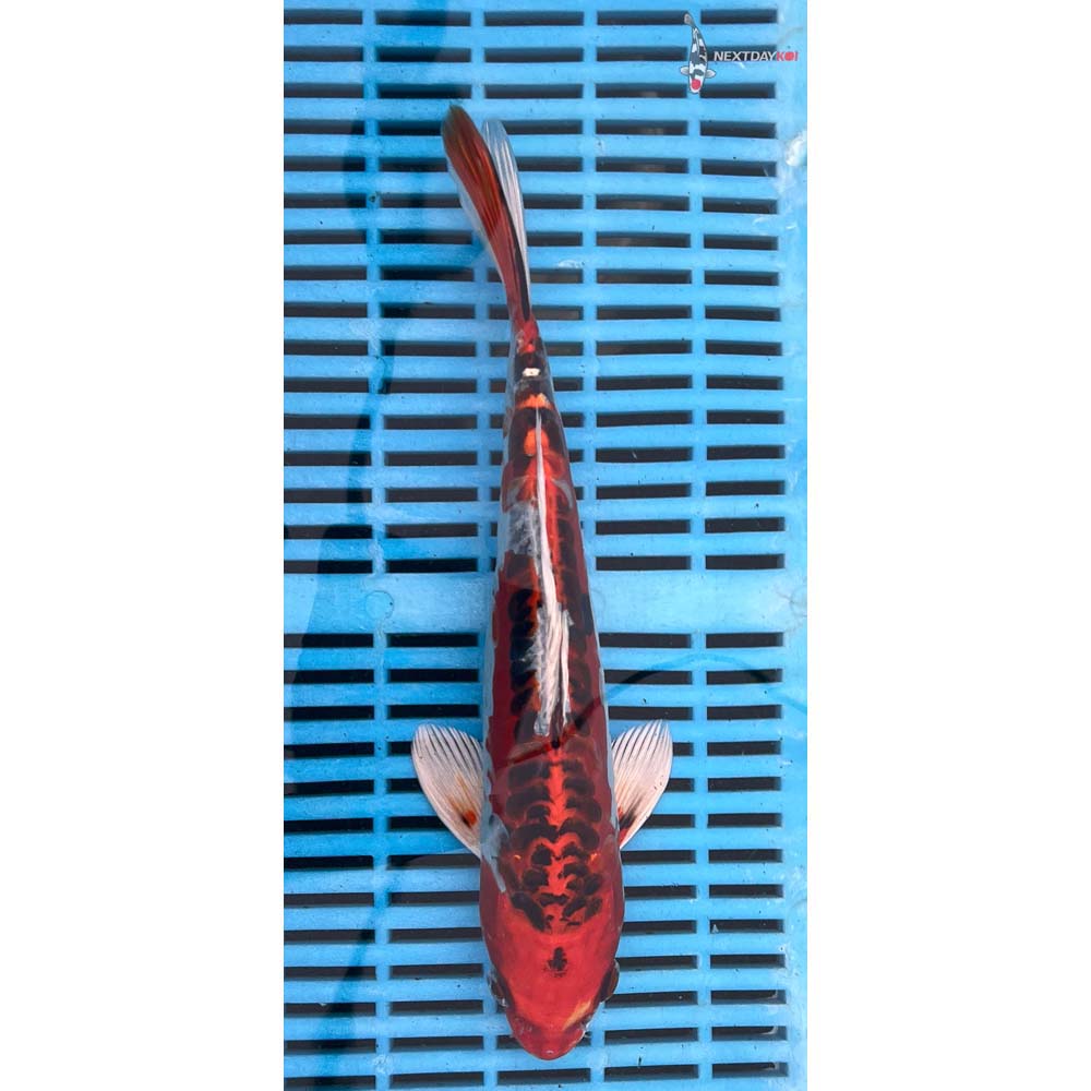 10-12” Imported Doitsu Kujaku