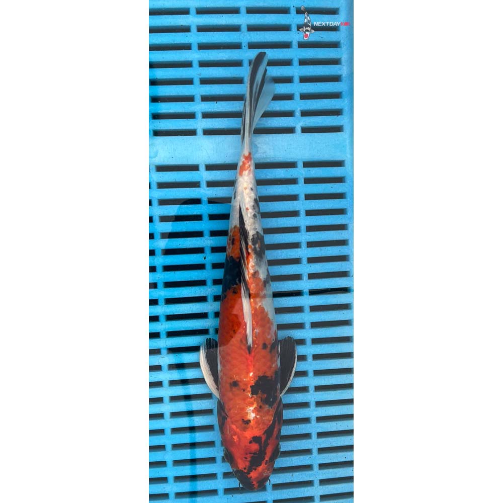 10-12” Imported Kin Showa