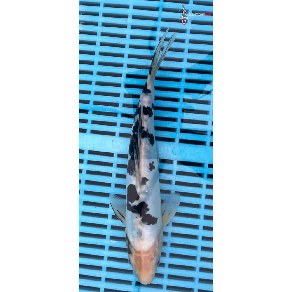 10-12” Imported Doitsu Shiro Bekko