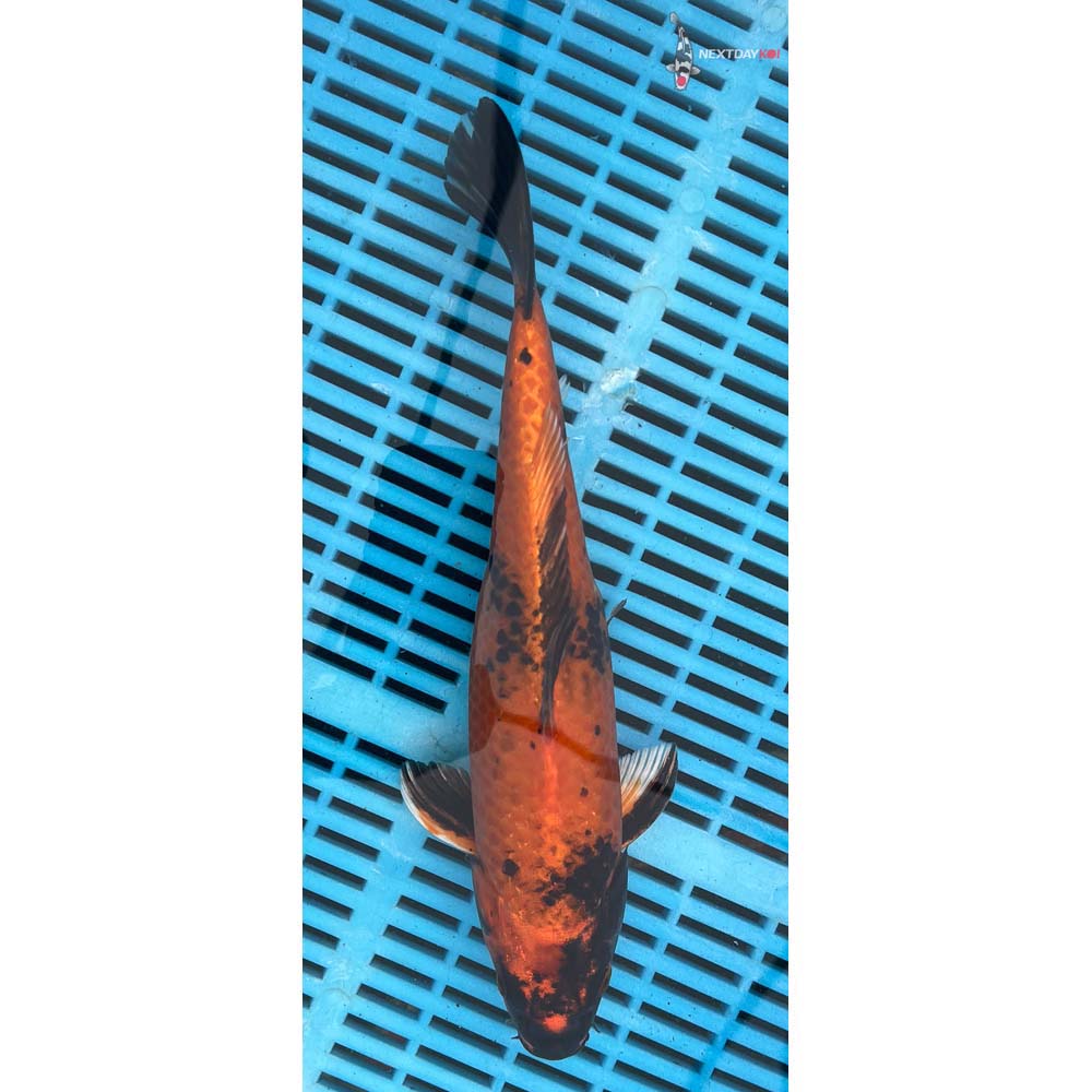 10-12” Imported Kin Hi Utsuri