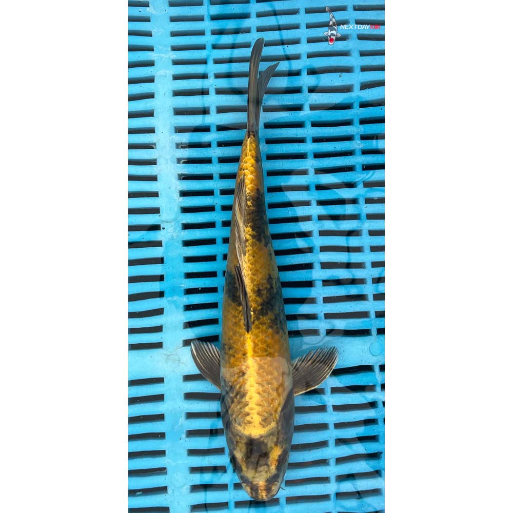 10-12” Imported Kin Ki Utsuri