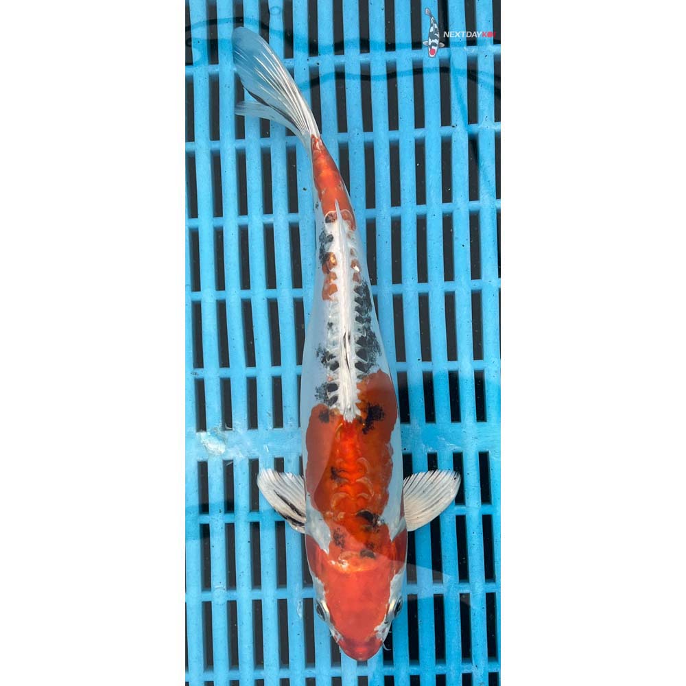 10-12” Imported Heisei Nishiki