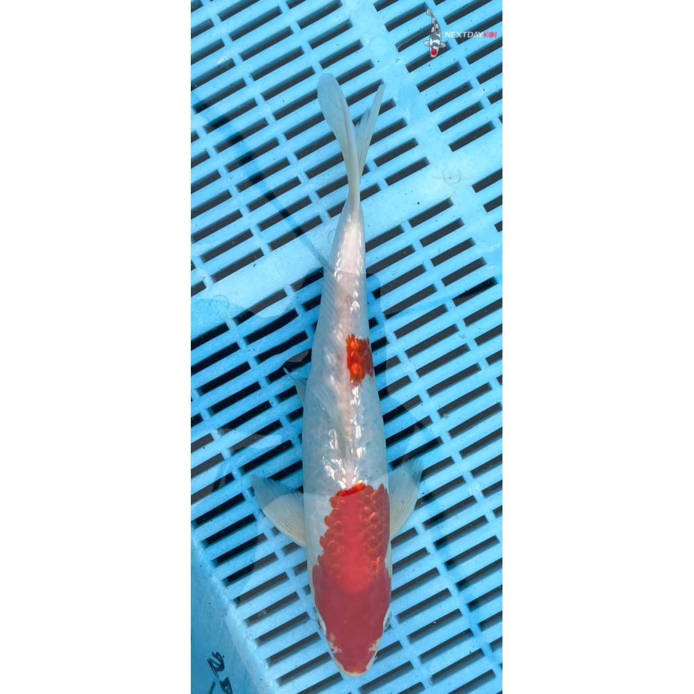 10-12” Imported Kohaku