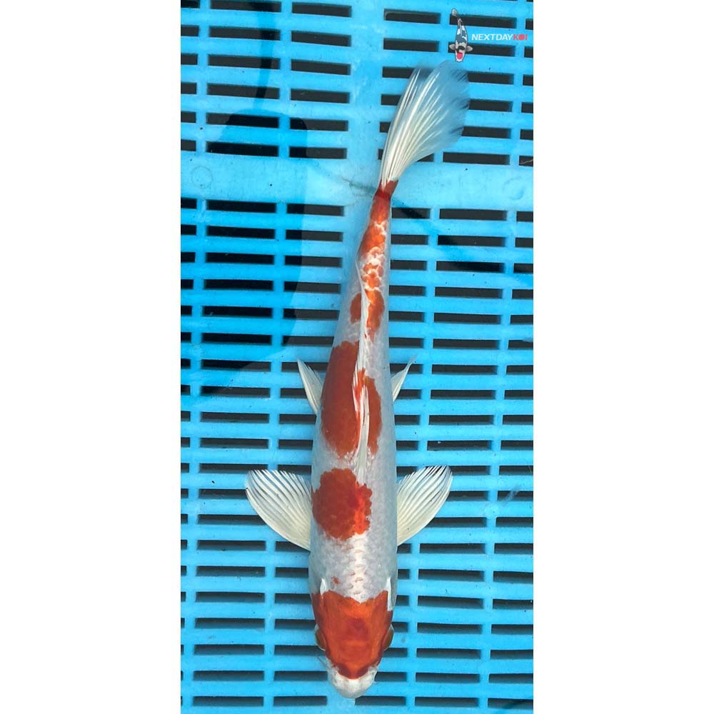 10-12” Imported Hariwake