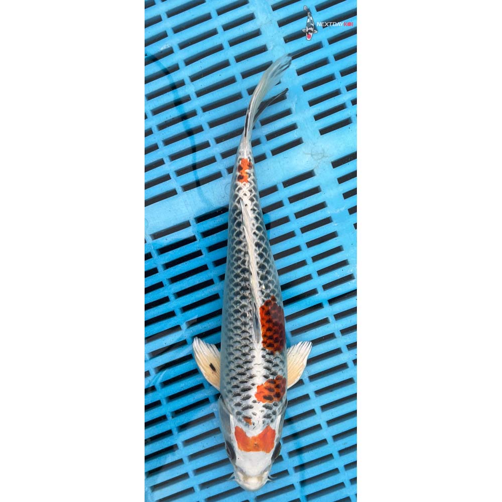 10-12” Imported Kujaku