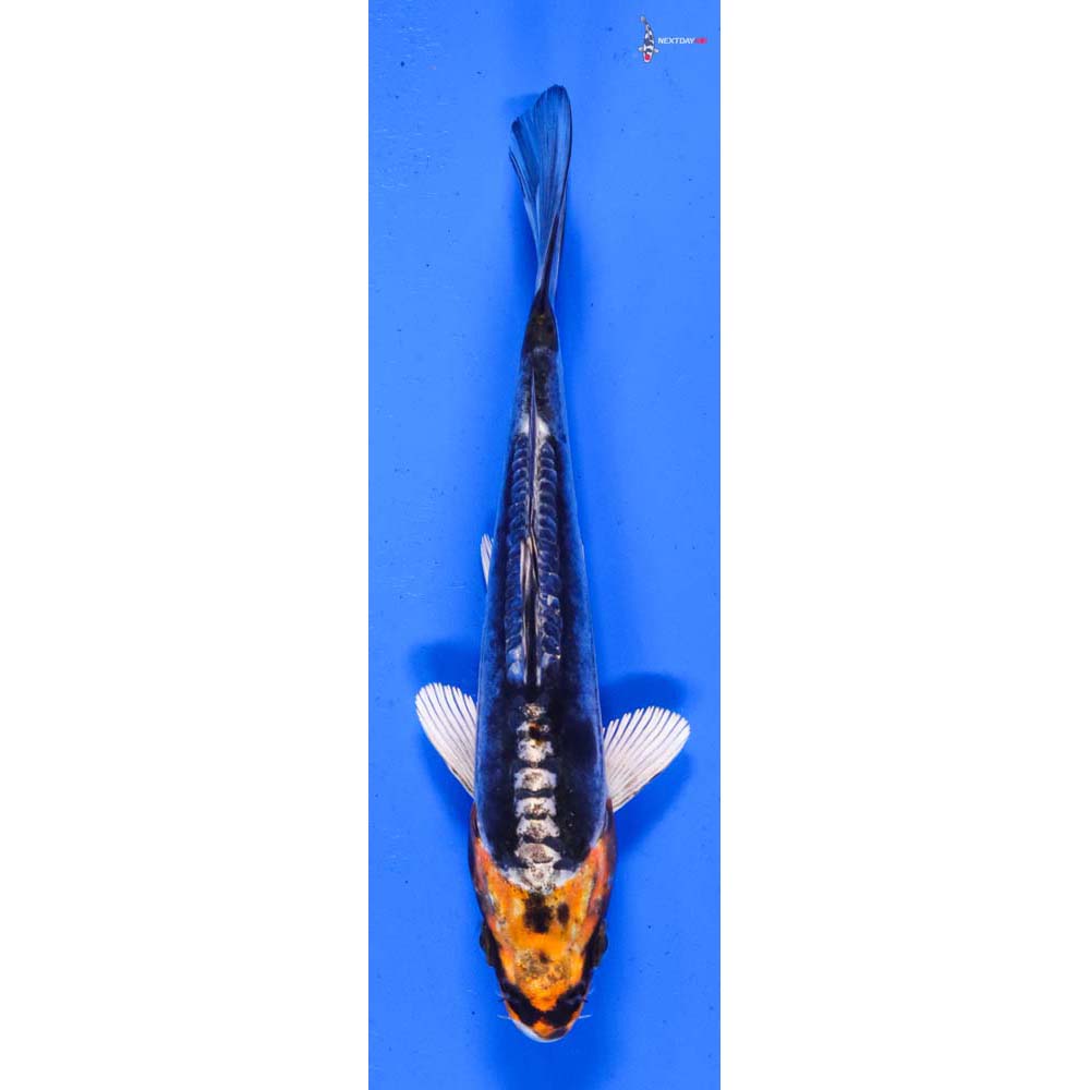 5” Imported Kin Kikokuryu